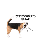 ビーグル犬´꒳`ฅTONY BOY♡（個別スタンプ：26）