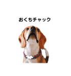 ビーグル犬´꒳`ฅTONY BOY♡（個別スタンプ：27）
