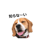 ビーグル犬´꒳`ฅTONY BOY♡（個別スタンプ：29）