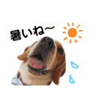 ビーグル犬´꒳`ฅTONY BOY♡（個別スタンプ：30）