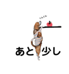 ビーグル犬´꒳`ฅTONY BOY♡（個別スタンプ：31）