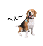 ビーグル犬´꒳`ฅTONY BOY♡（個別スタンプ：32）