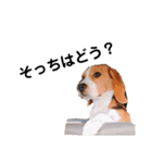ビーグル犬´꒳`ฅTONY BOY♡（個別スタンプ：34）