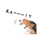 ビーグル犬´꒳`ฅTONY BOY♡（個別スタンプ：35）