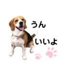 ビーグル犬´꒳`ฅTONY BOY♡（個別スタンプ：36）