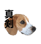 ビーグル犬´꒳`ฅTONY BOY♡（個別スタンプ：37）