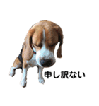 ビーグル犬´꒳`ฅTONY BOY♡（個別スタンプ：38）