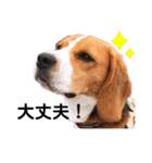 ビーグル犬´꒳`ฅTONY BOY♡（個別スタンプ：39）