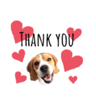 ビーグル犬´꒳`ฅTONY BOY♡（個別スタンプ：40）