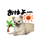 さくちゃんSTAMP01（個別スタンプ：3）