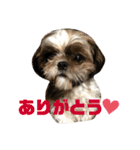 シーズーちゃん！！！（個別スタンプ：7）