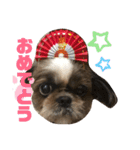 シーズーちゃん！！！（個別スタンプ：9）