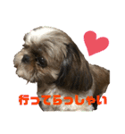 シーズーちゃん！！！（個別スタンプ：11）
