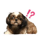 シーズーちゃん！！！（個別スタンプ：13）