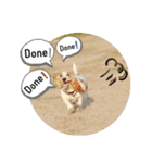 やっぱMOHALA（個別スタンプ：1）