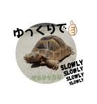 やっぱMOHALA（個別スタンプ：16）