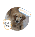 やっぱMOHALA（個別スタンプ：20）