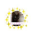猫のいいぶん その1（個別スタンプ：2）