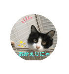 猫のいいぶん その1（個別スタンプ：3）
