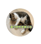 猫のいいぶん その1（個別スタンプ：4）