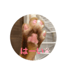 猫のいいぶん その1（個別スタンプ：5）