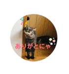 猫のいいぶん その1（個別スタンプ：6）