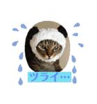 猫のいいぶん その1（個別スタンプ：8）