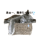 猫のいいぶん その1（個別スタンプ：9）