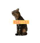 猫のいいぶん その1（個別スタンプ：10）