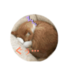 猫のいいぶん その1（個別スタンプ：11）