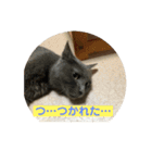 猫のいいぶん その1（個別スタンプ：12）