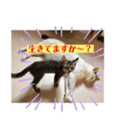 猫のいいぶん その1（個別スタンプ：13）