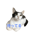 猫のいいぶん その1（個別スタンプ：16）