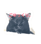 猫のいいぶん その1（個別スタンプ：17）