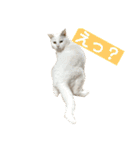 猫のいいぶん その1（個別スタンプ：19）