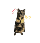 猫のいいぶん その1（個別スタンプ：20）