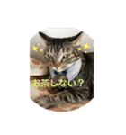 猫のいいぶん その1（個別スタンプ：21）
