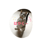 猫のいいぶん その1（個別スタンプ：22）