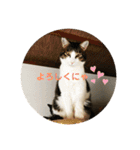 猫のいいぶん その1（個別スタンプ：24）