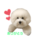 ビションフリーゼannie（個別スタンプ：1）