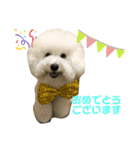 ビションフリーゼannie（個別スタンプ：2）