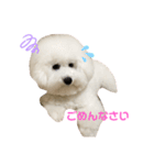 ビションフリーゼannie（個別スタンプ：4）