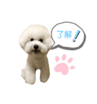 ビションフリーゼannie（個別スタンプ：9）