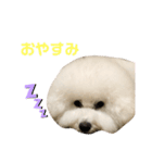 ビションフリーゼannie（個別スタンプ：11）