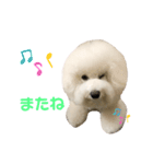 ビションフリーゼannie（個別スタンプ：12）