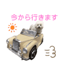 ビションフリーゼannie（個別スタンプ：14）