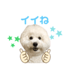 ビションフリーゼannie（個別スタンプ：16）