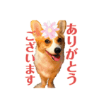 コーギーににむら 第2弾（個別スタンプ：1）