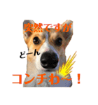 コーギーににむら 第2弾（個別スタンプ：2）