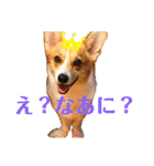 コーギーににむら 第2弾（個別スタンプ：4）